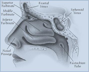 septum and turbinate surgery